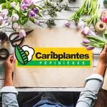 Logo de l'enseigne caribplantes